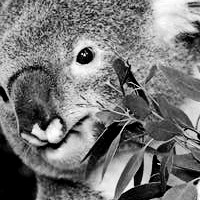 Eucalyptus