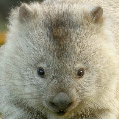 Wombat